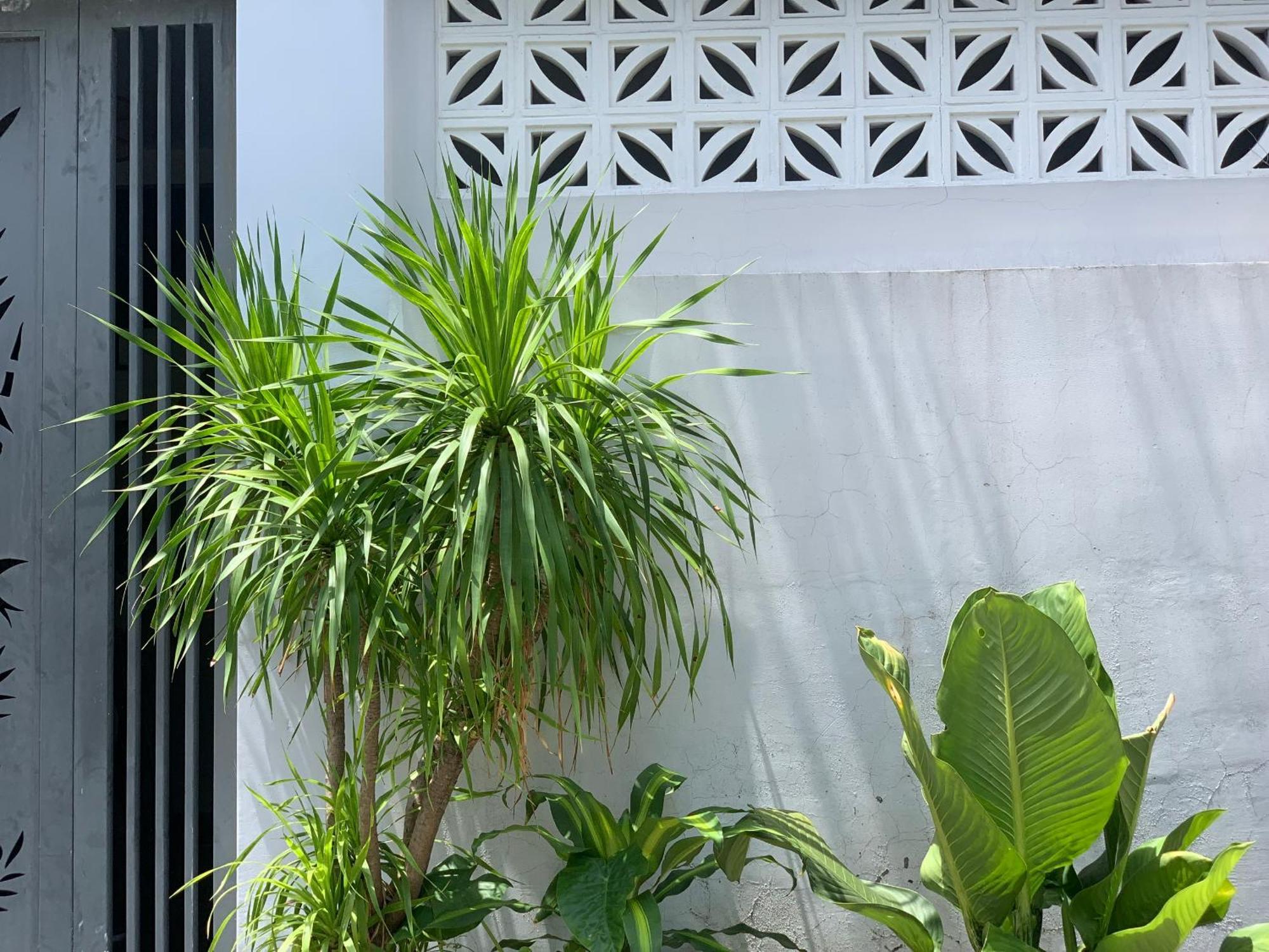 Tina House Apartment Da Nang Eksteriør billede